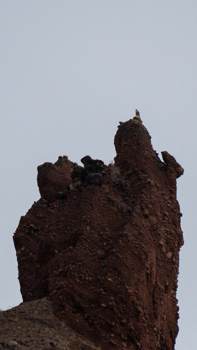Peregrine Falcon (Tundra) - ML641884390