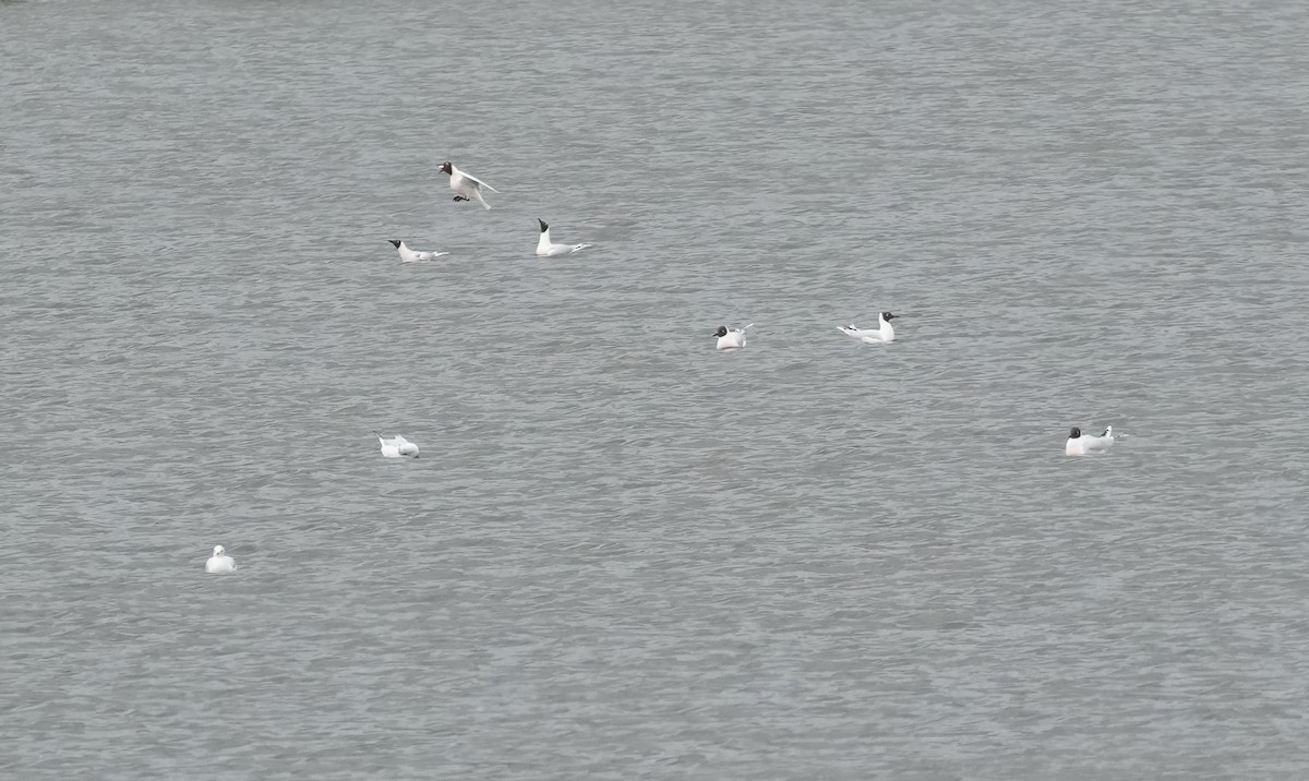Mouette de Patagonie - ML641884406