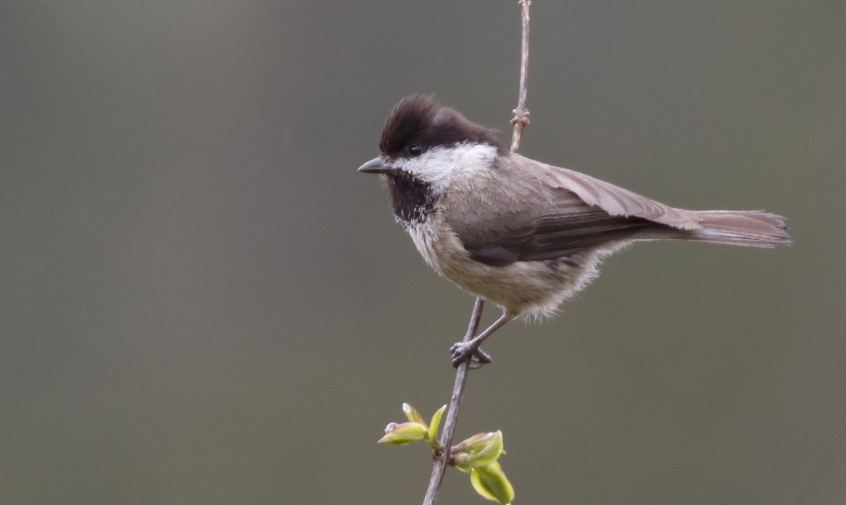 Sichuan Tit - Dave Curtis