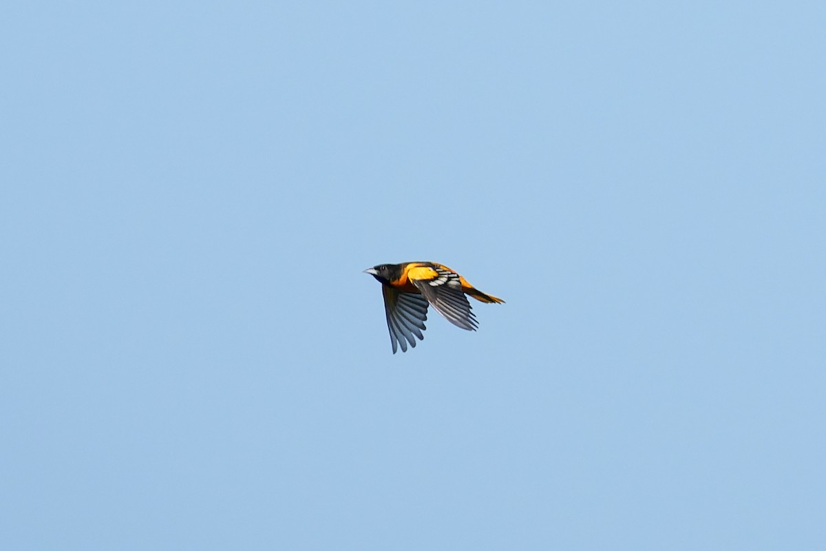 Baltimore Oriole - ML641884414