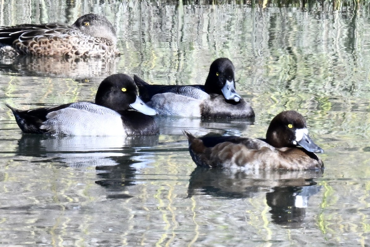 Greater Scaup - ML641884450