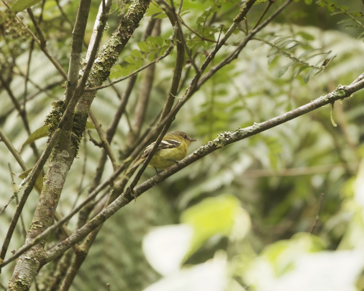 Ochraceous-breasted Flycatcher - ML641884454