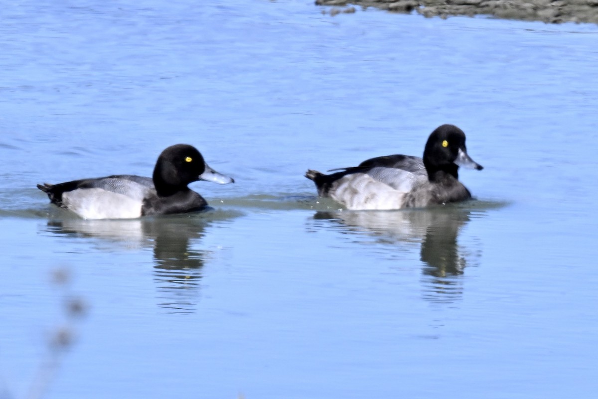 Greater Scaup - ML641884458