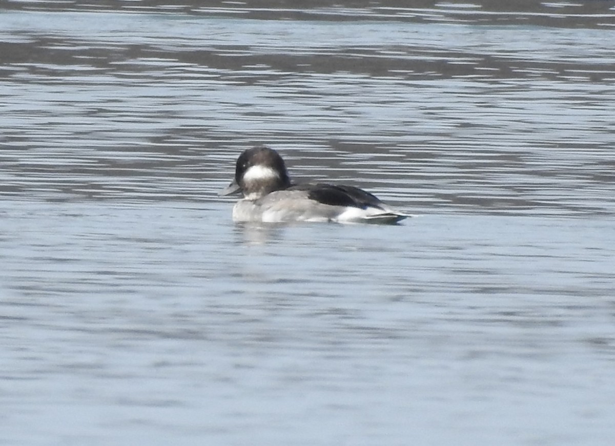 Bufflehead - ML641884508