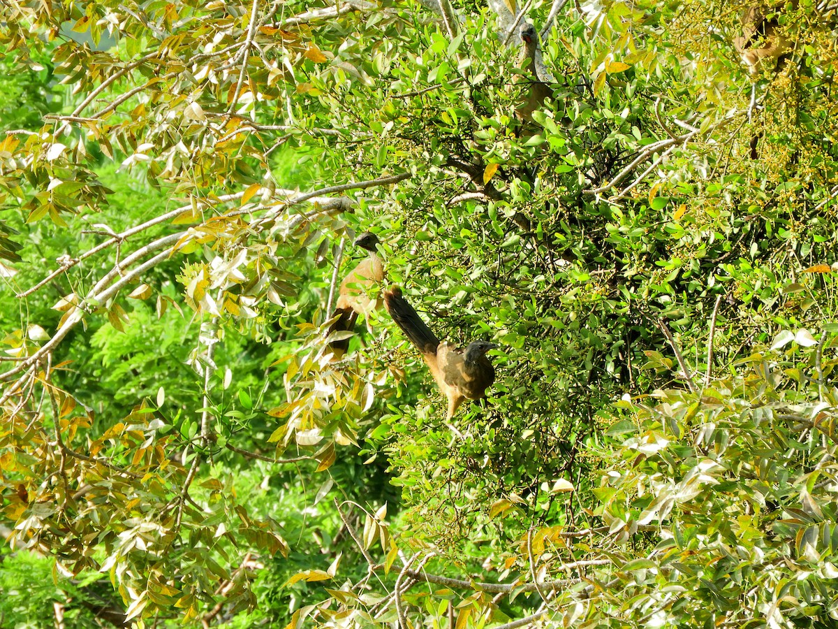Plain Chachalaca - ML641884512