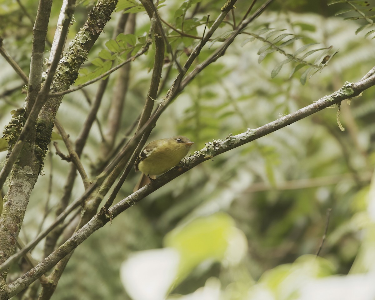 Ochraceous-breasted Flycatcher - ML641884514