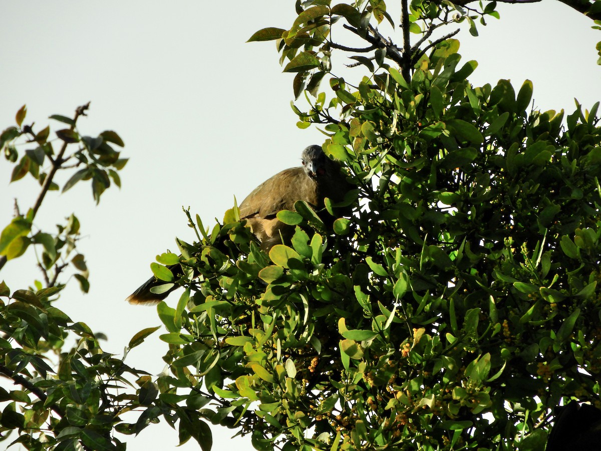 Plain Chachalaca - ML641884567