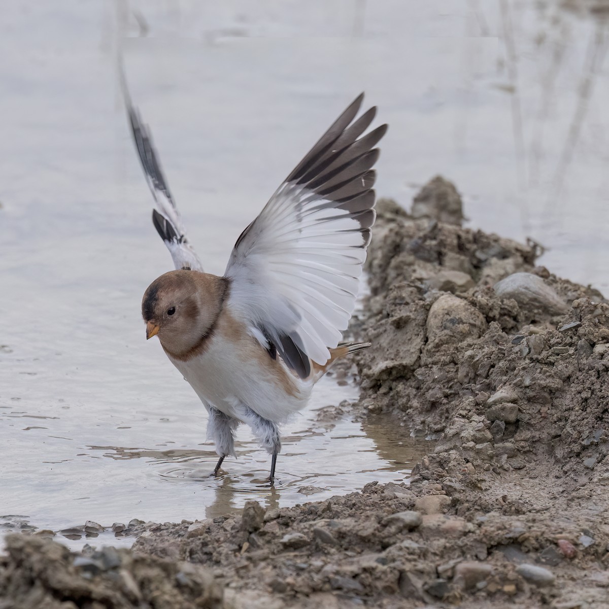 Snow Bunting - ML641884575