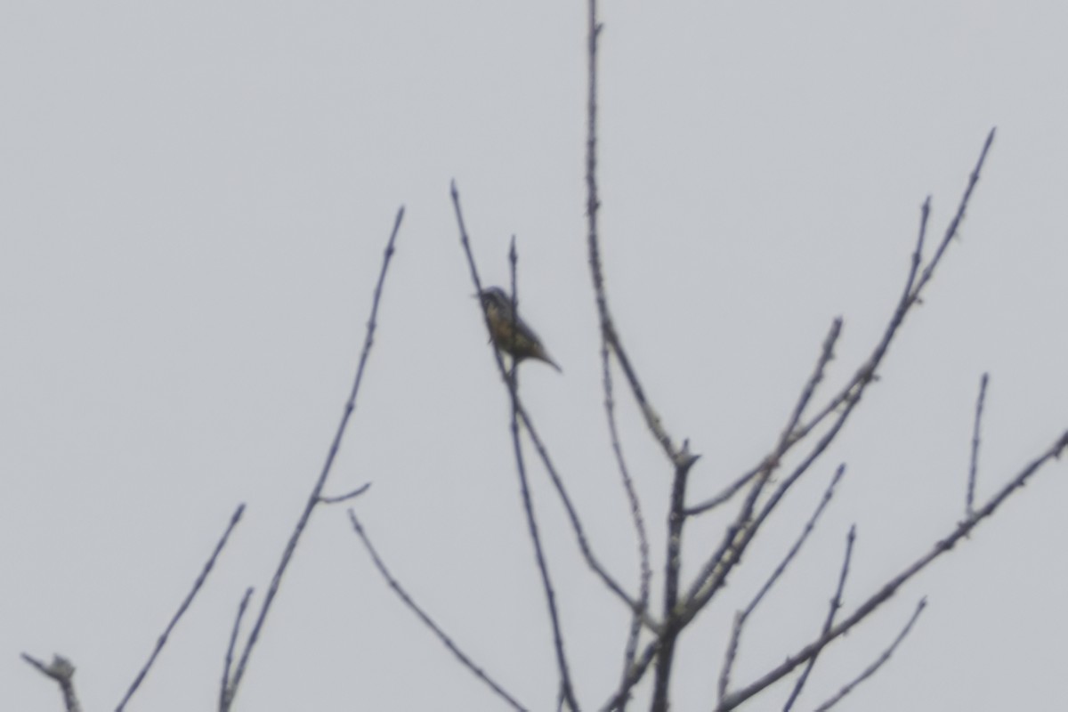 Red-breasted Nuthatch - ML641884581