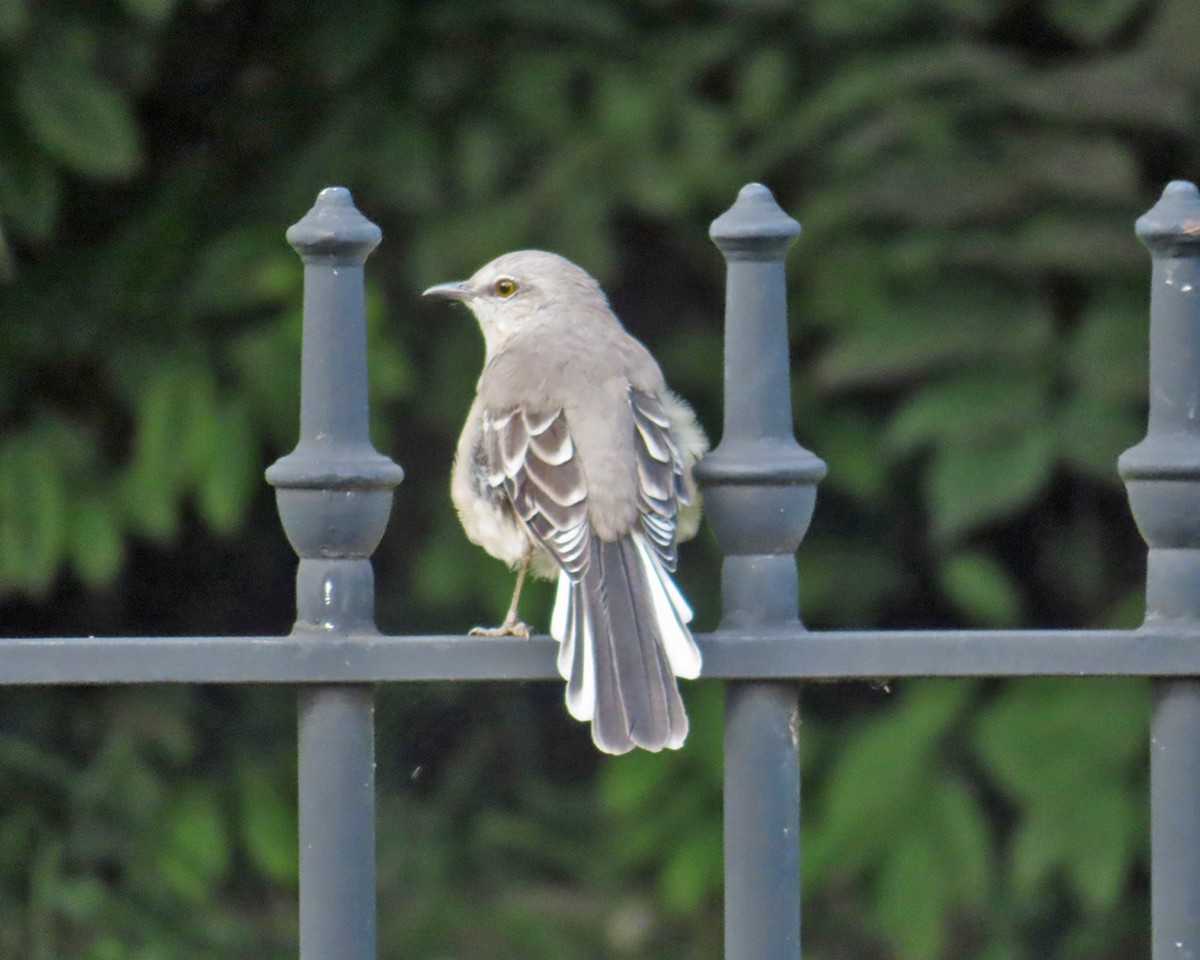 Northern Mockingbird - ML641884603