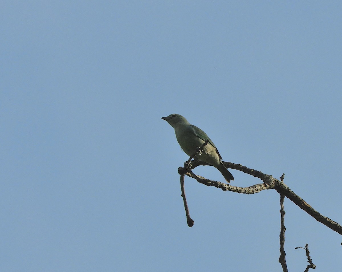 Blue-gray Tanager - ML641884605
