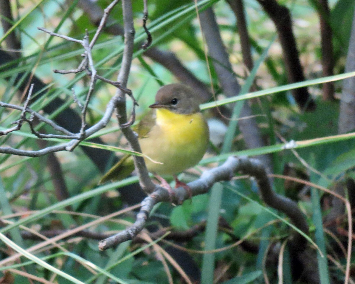 Common Yellowthroat - ML641884619