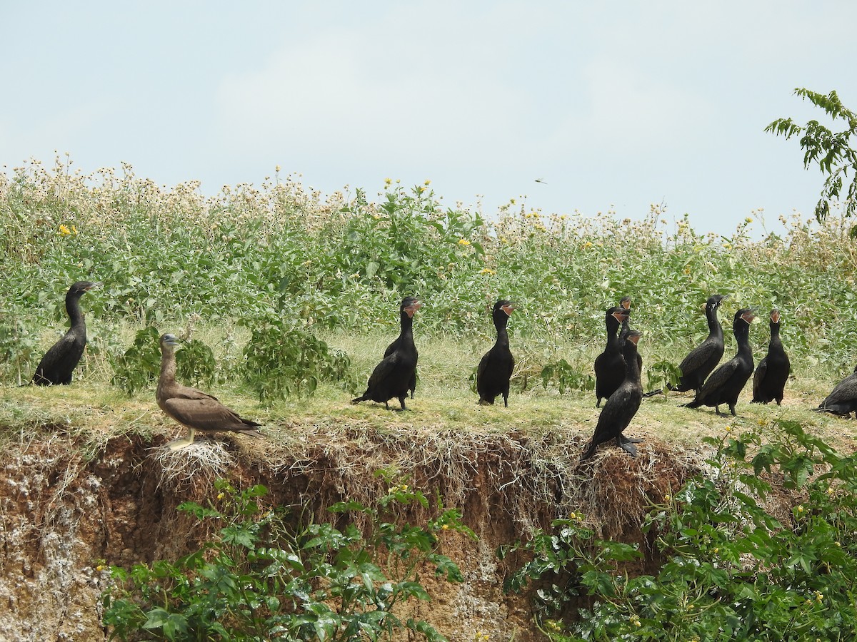 Brown Booby - ML641884659