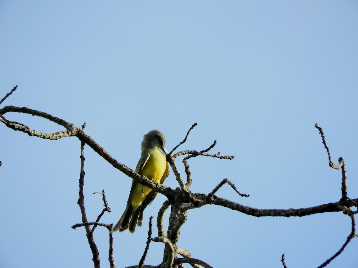 Tropical Kingbird - ML641884662