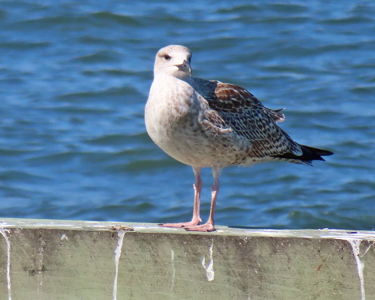 Great Black-backed Gull - ML641884664