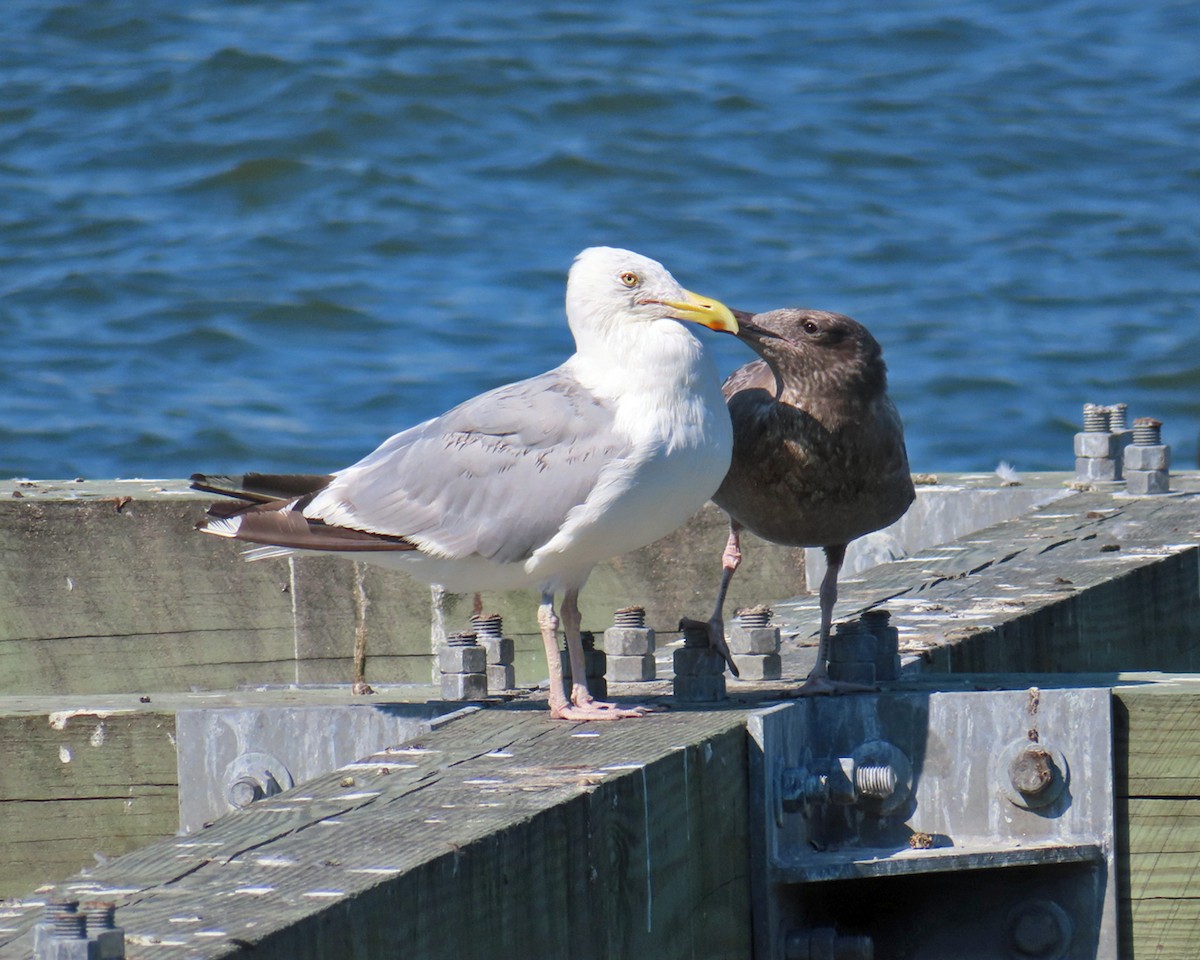 American Herring Gull - ML641884667