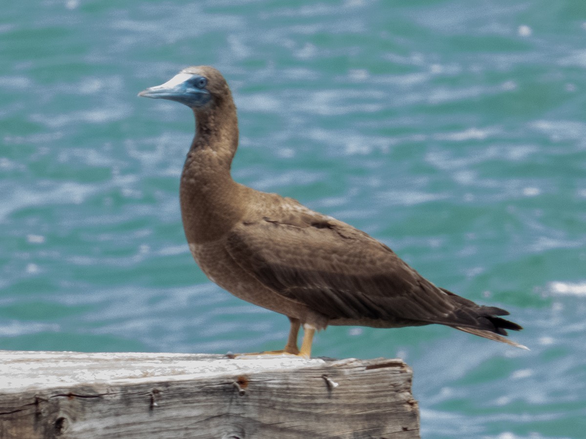Brown Booby - ML641884686