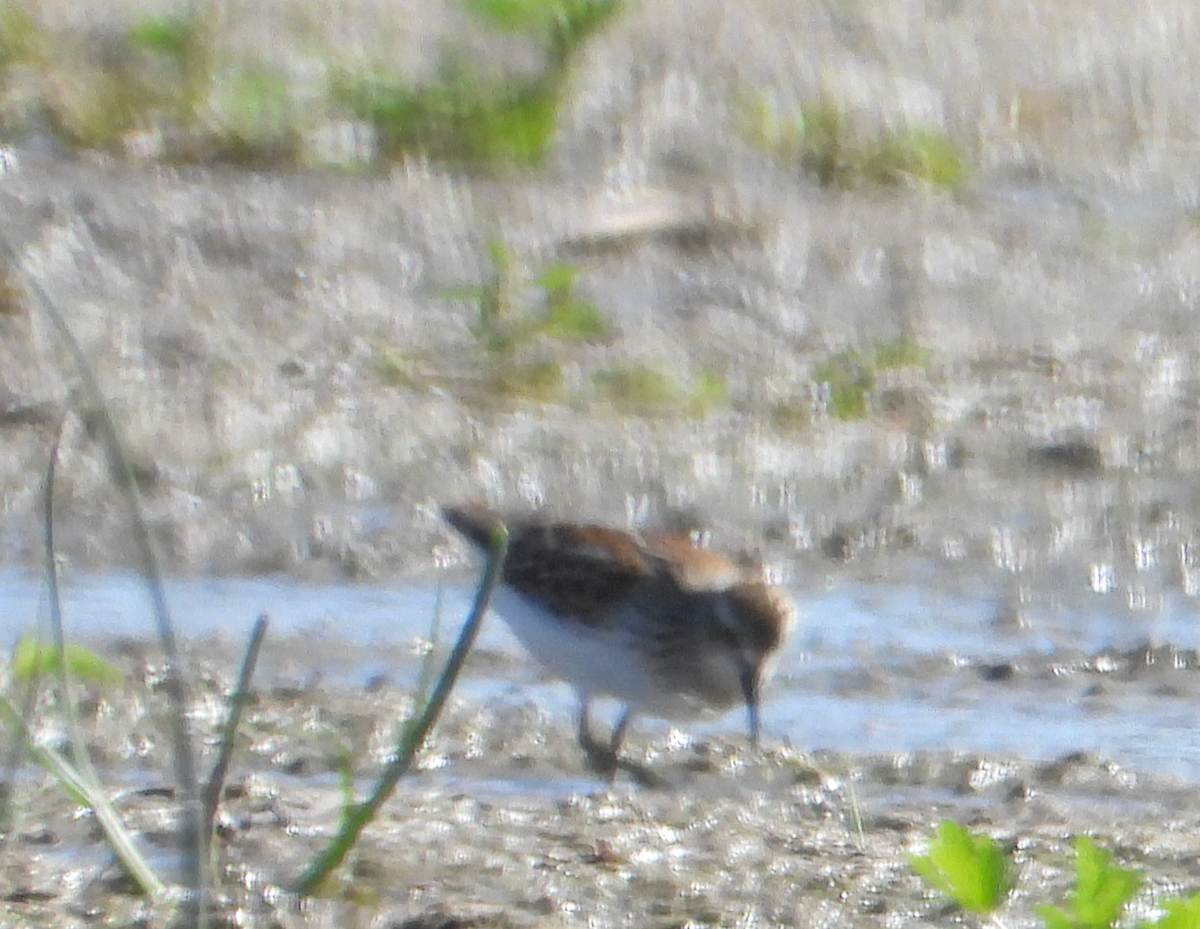Western Sandpiper - ML641884692