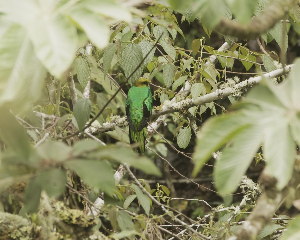 Golden-headed Quetzal - ML641884700