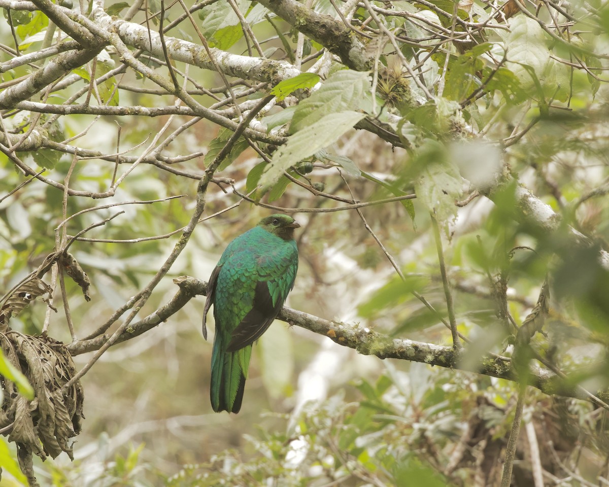 Golden-headed Quetzal - ML641884701