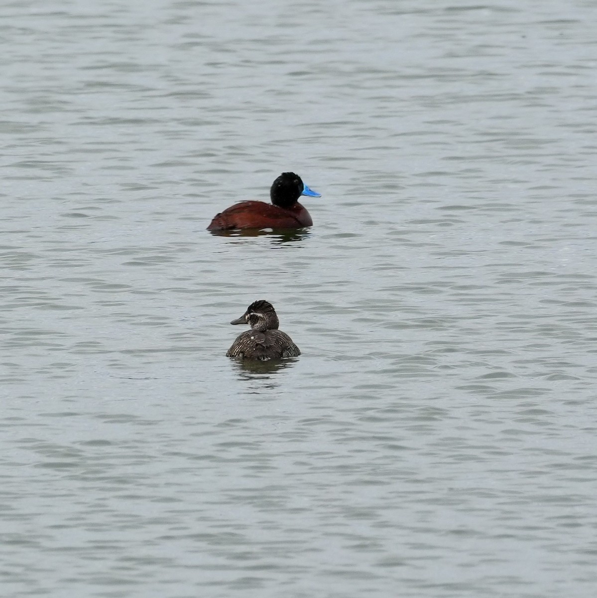 Lake Duck - ML641884739