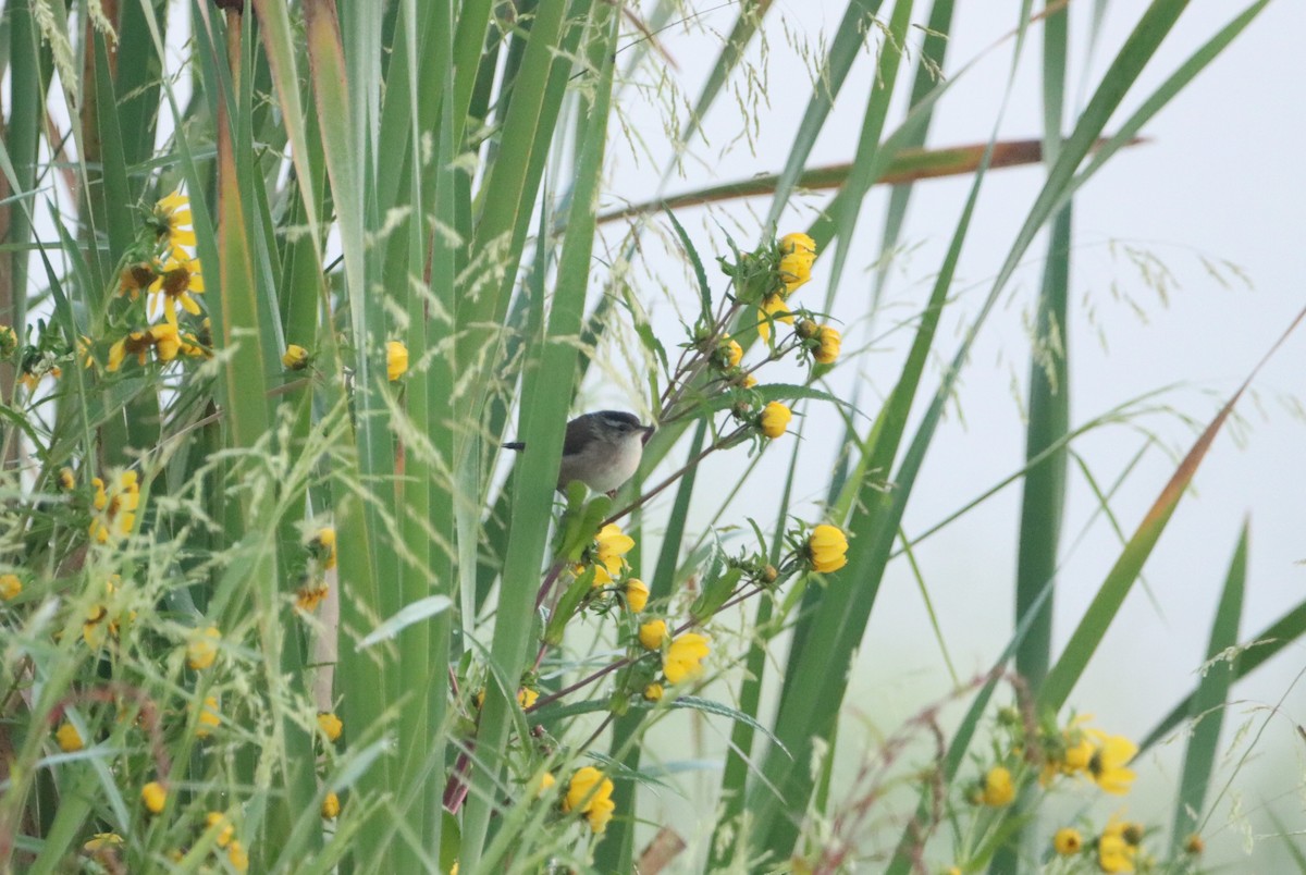 Marsh Wren - ML641884758