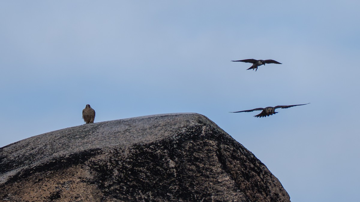 Peregrine Falcon (Tundra) - ML641884762