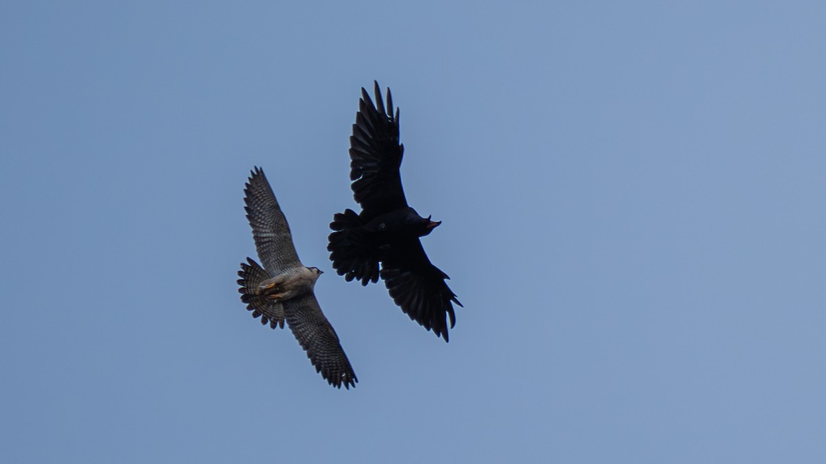 Peregrine Falcon (Tundra) - ML641884763