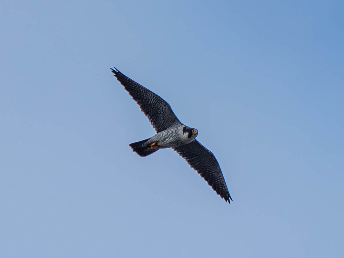 Peregrine Falcon (Tundra) - ML641884764