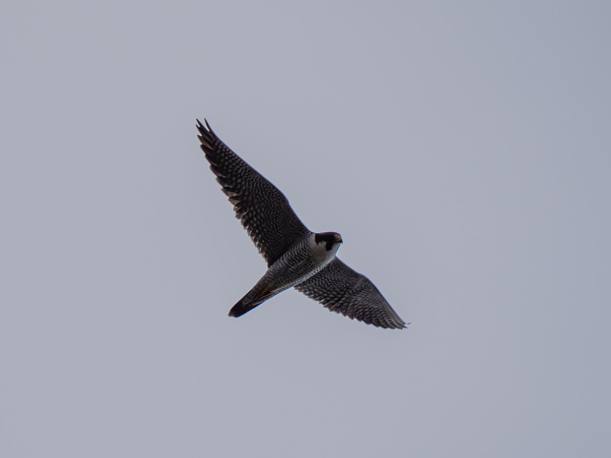 Peregrine Falcon (Tundra) - ML641884765