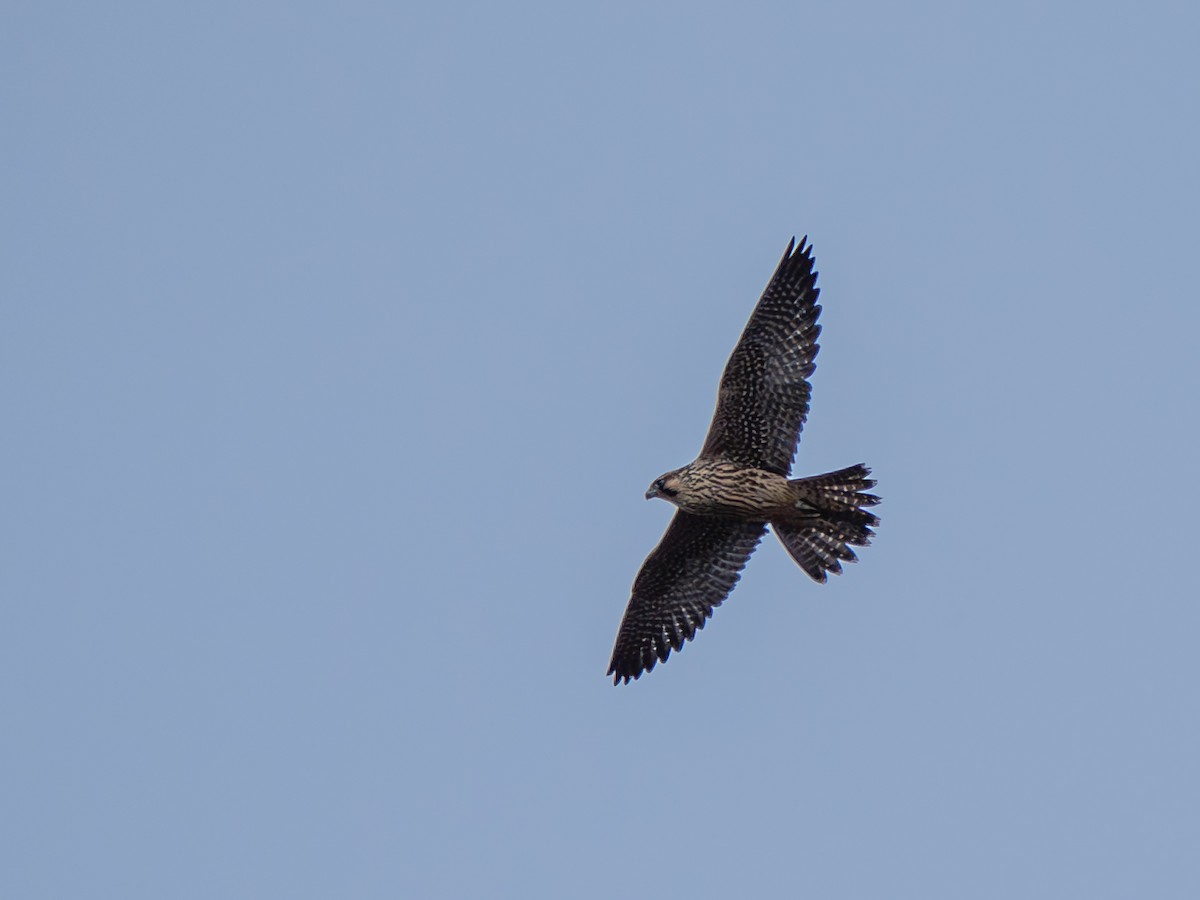 Peregrine Falcon (Tundra) - ML641884766