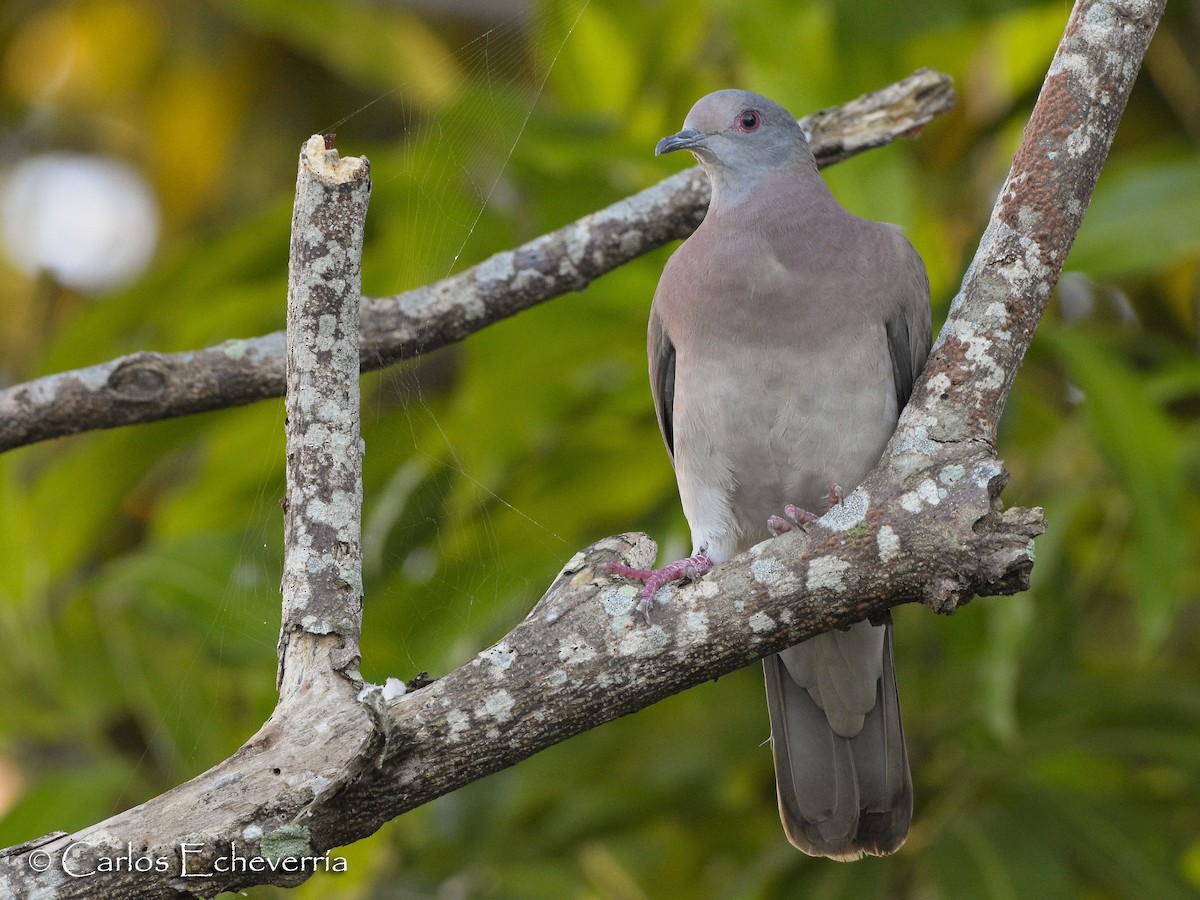 Pale-vented Pigeon - ML64188481