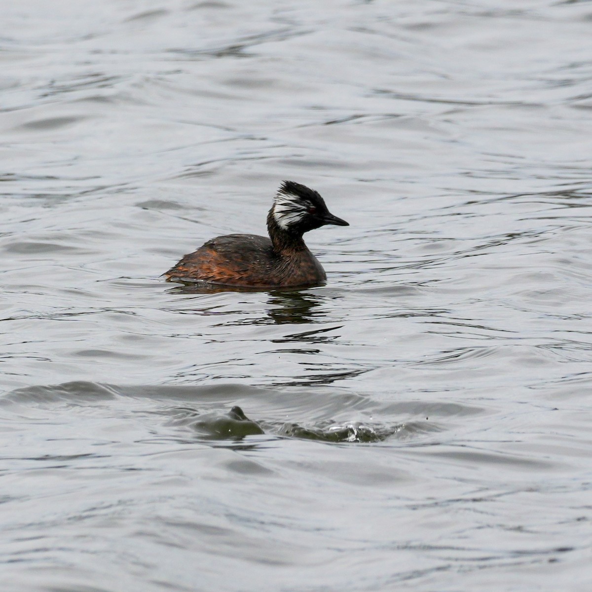 White-tufted Grebe - ML641884810