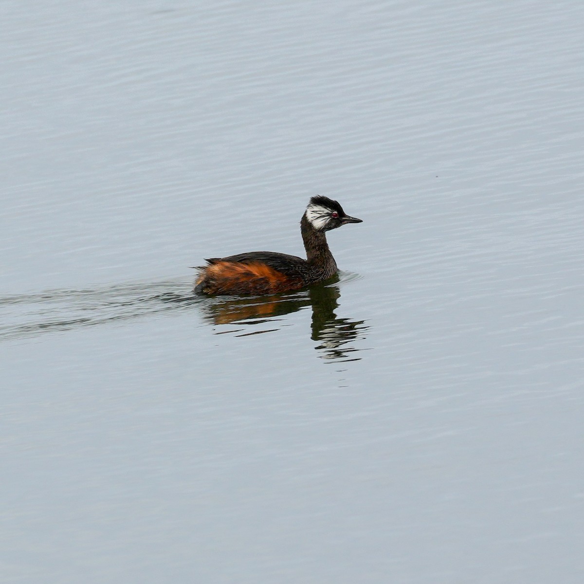 White-tufted Grebe - ML641884811