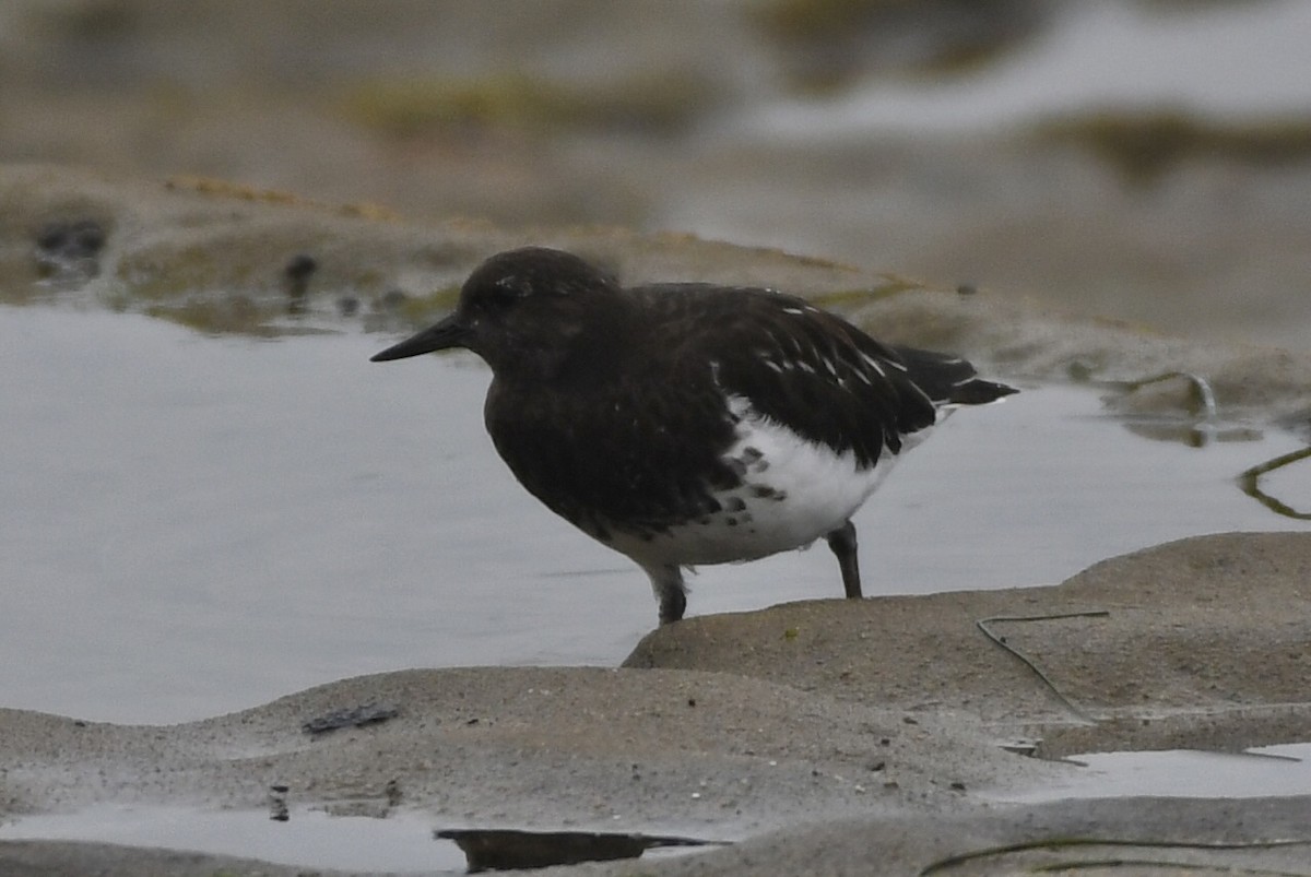 Black Turnstone - ML641884851