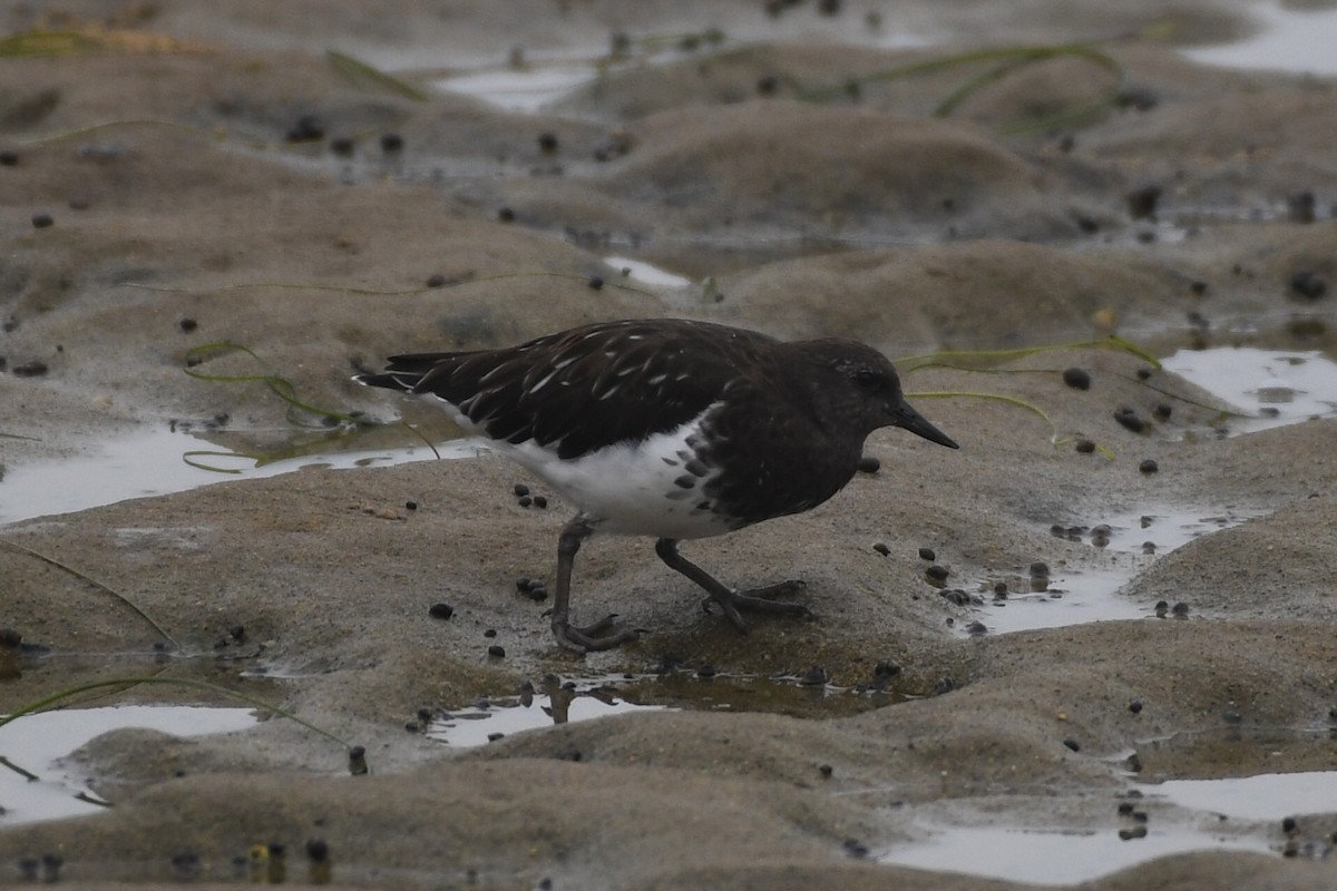 Black Turnstone - ML641884853