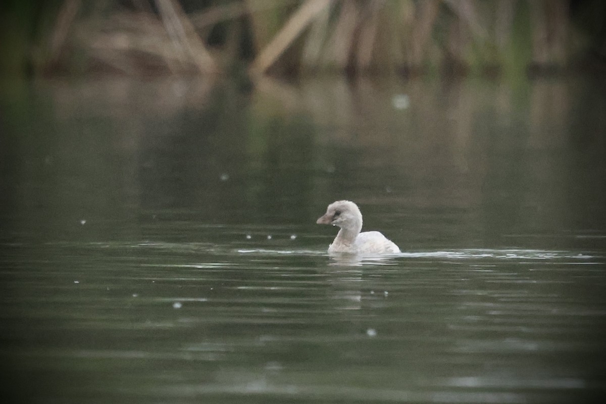 Pied-billed Grebe - ML641884862