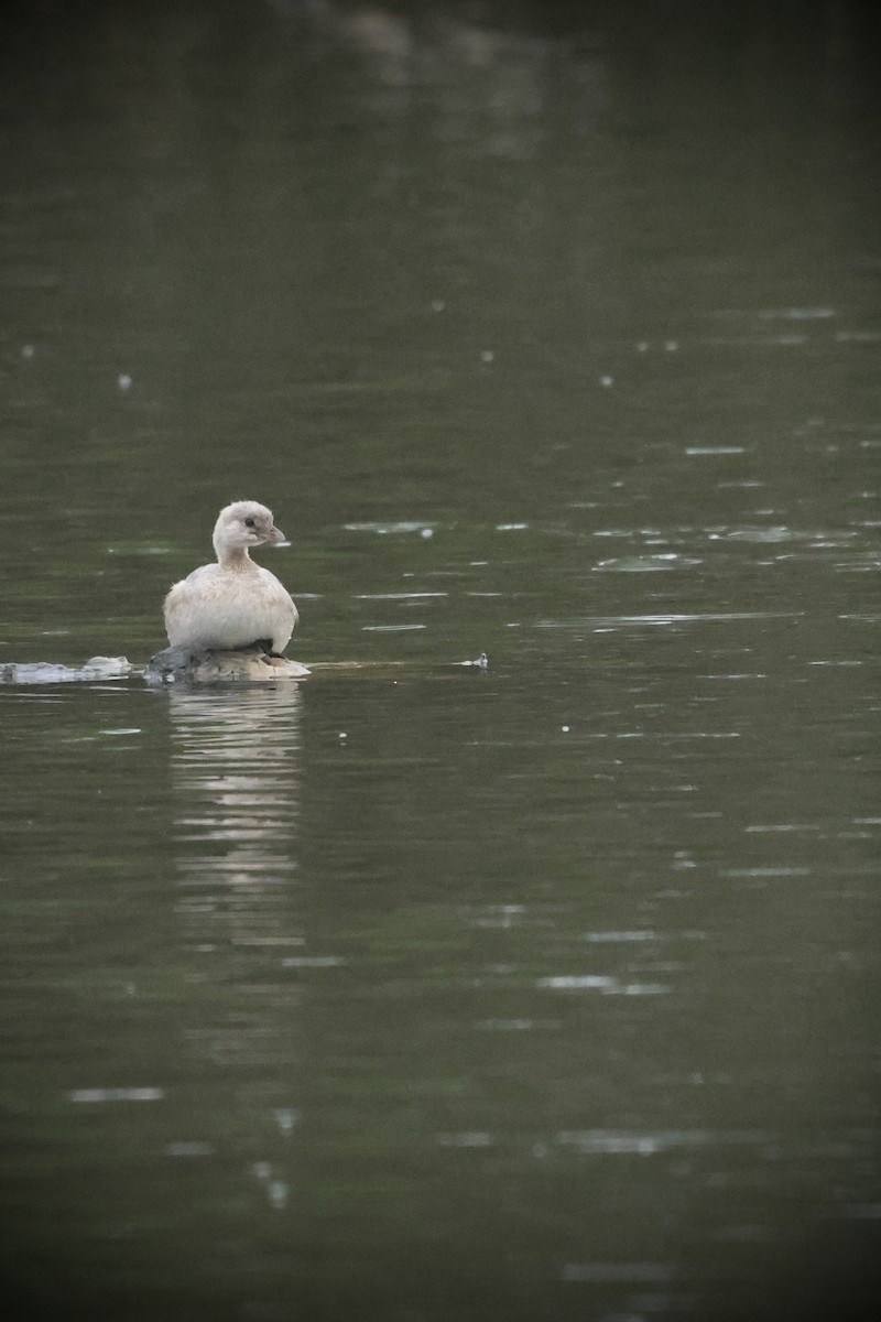 Pied-billed Grebe - ML641884863