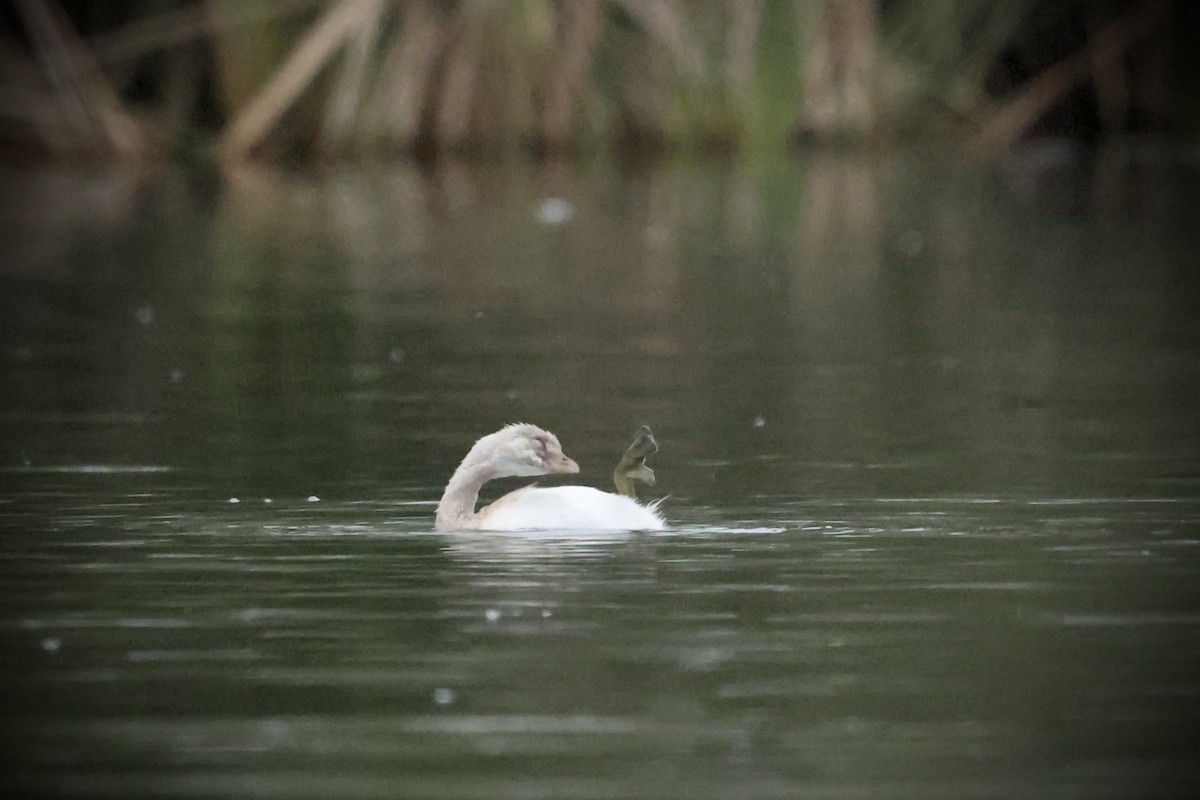 Pied-billed Grebe - ML641884864