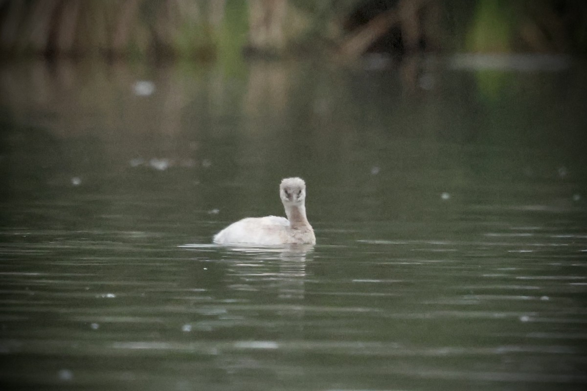 Pied-billed Grebe - ML641884865