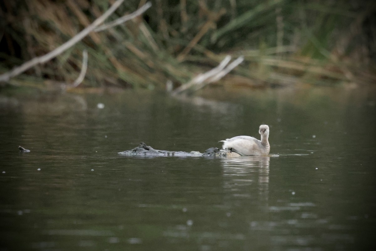 Pied-billed Grebe - ML641884866