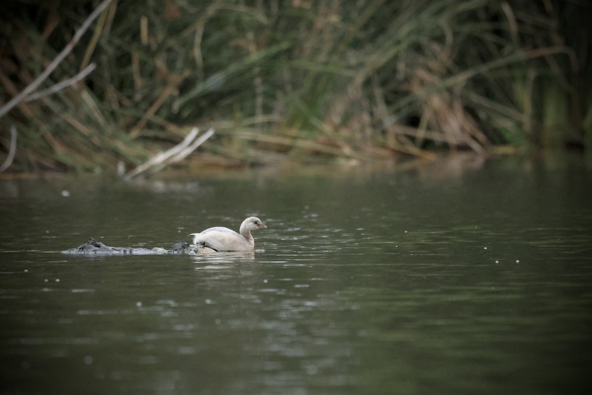 Pied-billed Grebe - ML641884867