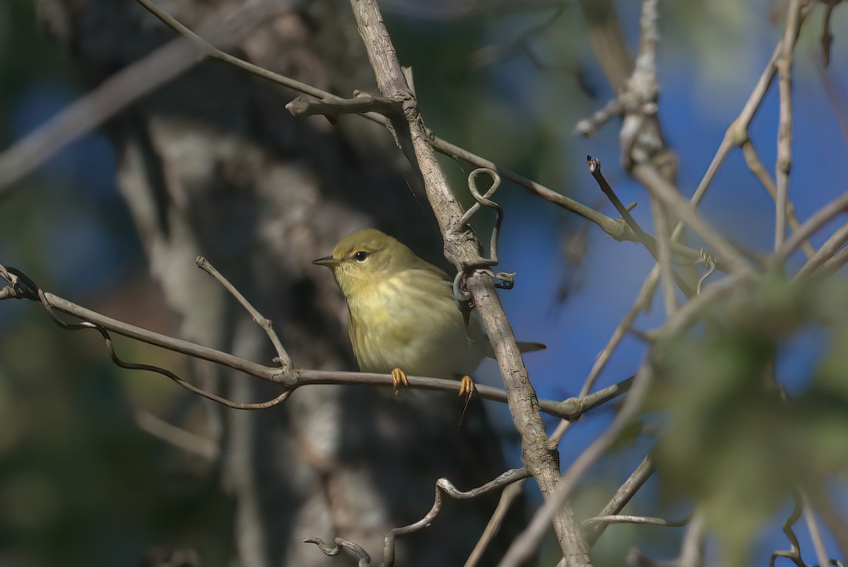 Paruline rayée - ML641884878