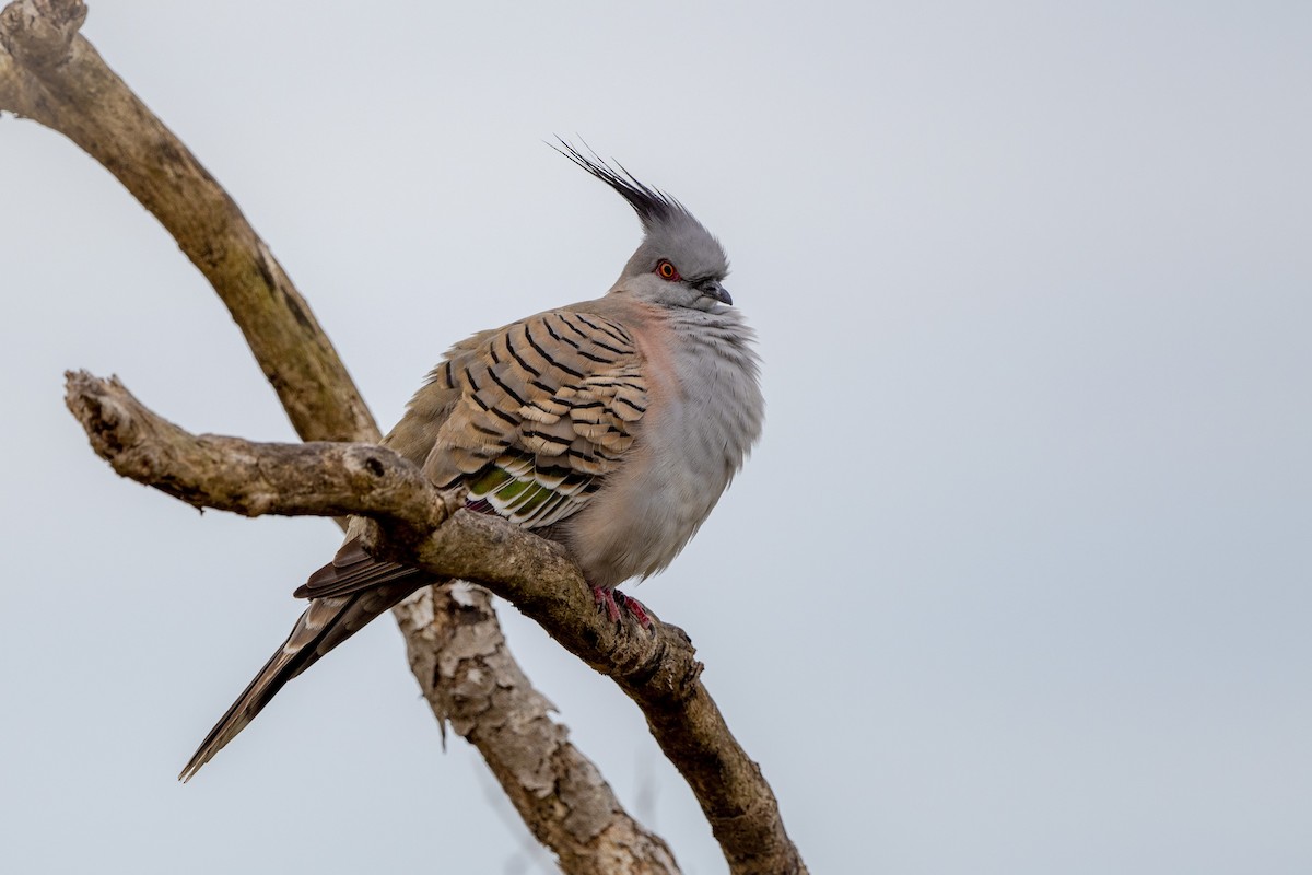 Crested Pigeon - ML641884888