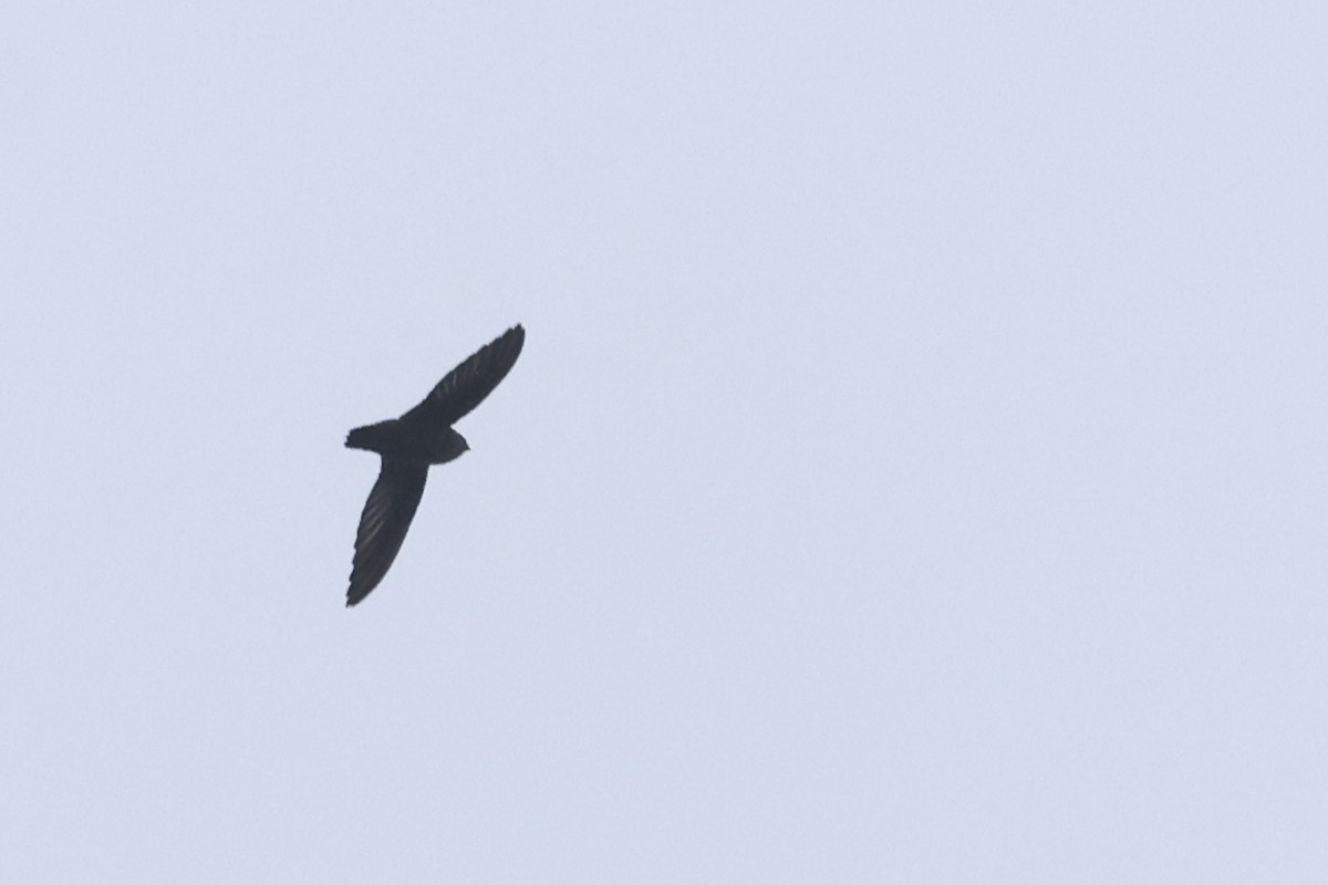 Vaux's Swift - ML641884892