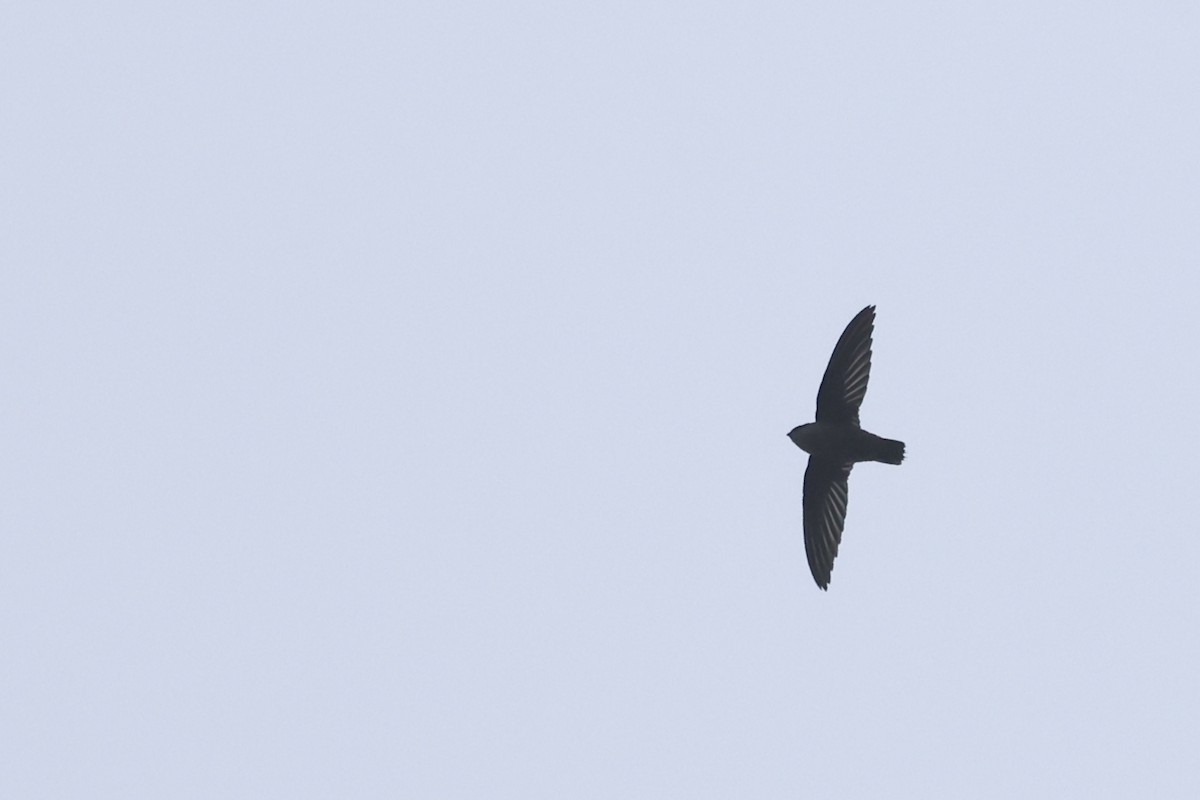 Vaux's Swift - ML641884893