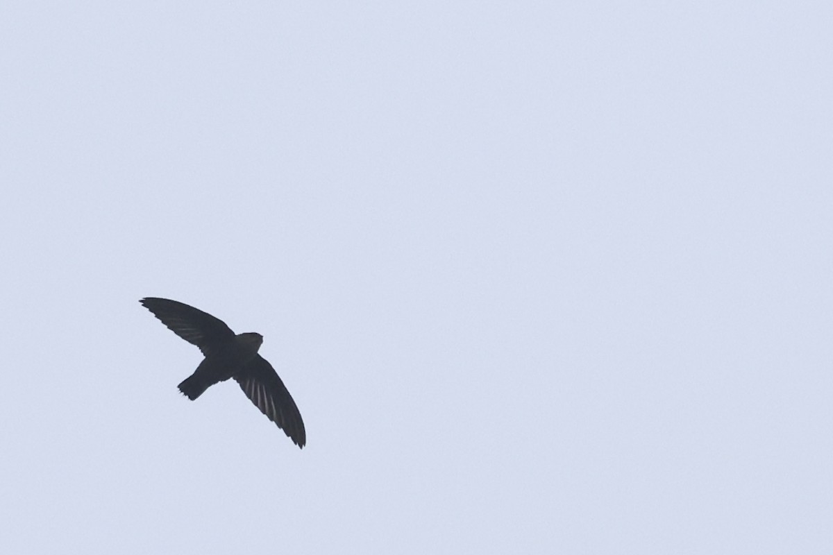 Vaux's Swift - ML641884894