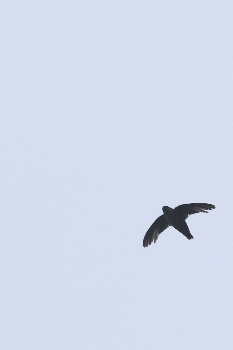 Vaux's Swift - ML641884895
