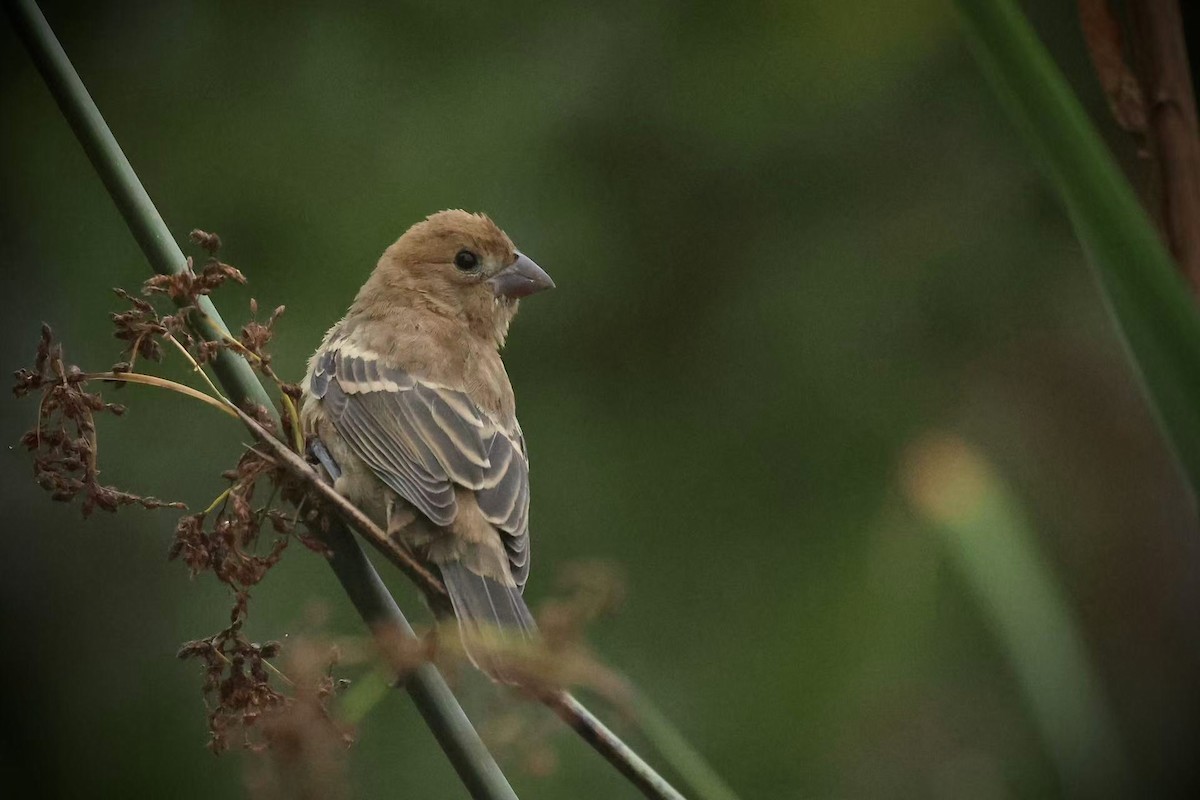 Blue Grosbeak - ML641884917