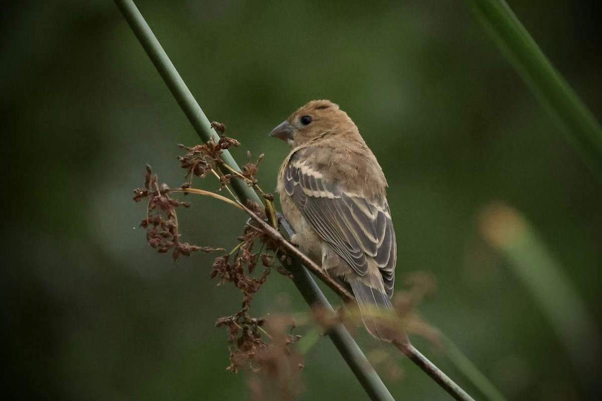 Blue Grosbeak - ML641884918